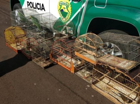 Operação Canário Pistola prende 10 pessoas suspeitas de tráfico de pássaros silvestres, no Paraná