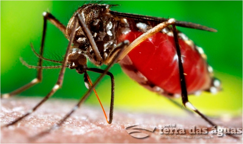 Lacen investiga dois óbitos por Dengue em Santa Helena