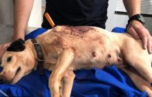 Casal resgata cachorrinha que foi esfaqueada durante a madrugada