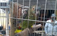Com Operação Asas Livres, Polícia Ambiental resgata 391 aves silvestres