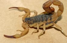 Criança de 4 anos morre após picada de escorpião