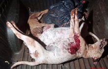 Guardas 'sacrificam' dois cachorros pitbull para salvar uma criança