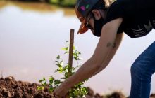 Departamento do Meio Ambiente distribuirá mudas de árvores em Santa Helena