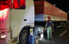 BPFRON apreende maconha em caminhão na cidade de Céu Azul/PR