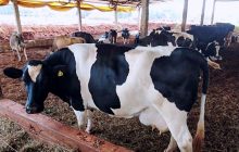 Bacia leiteira é atendida com o Programa AGROFORTE em Itaipulândia
