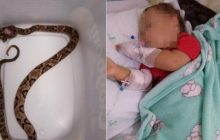 Bebê de 1 ano é picado por cobra em quintal de casa da avó