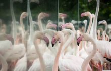 Onças que mataram flamingos no Parque das Aves eram mãe e filhote aprendendo a caçar, diz pesquisadora