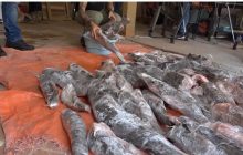 Peixes ameaçados de extinção são apreendidos durante operação conjunta em Foz do Iguaçu