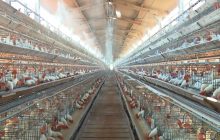 Produção de ovos no Paraná é afetada por aumento no preço de insumos