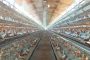 Produção de ovos no Paraná é afetada por aumento no preço de insumos