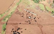 PF deflagra operação contra suspeitos de trazer de forma clandestina 5,7 mil cabeças de gado da Argentina para o Brasil