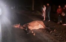Cavalo morre ao ser atropelado em rodovia de Santa Helena