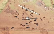 Contrabando de gado na fronteira com a Argentina coloca em risco exportação de carne pelo Paraná