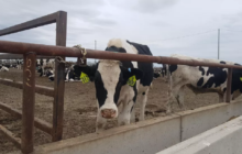 Brasil suspende exportações de carne bovina à China devido a caso de “vaca louca”