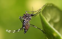 Itaipulândia: Arrastão de Prevenção contra a Dengue irá notificar residências com foco do mosquito