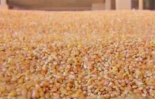 Criança de 6 anos morre no Paraná após ser soterrada por carga de milho em caminhão