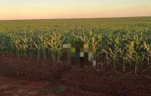 Agricultor brasileiro é encontrado morto a tiros no Paraguai