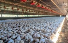 25 mil frangos morrem por causa de queda de energia em Marechal Rondon