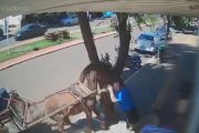 Vereador é mordido por cavalo ao andar em calçada: 'dor muito grande'
