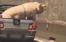 VÍDEO: Porco e cabrito são flagrados sendo transportados de forma irregular na traseira de caminhonete