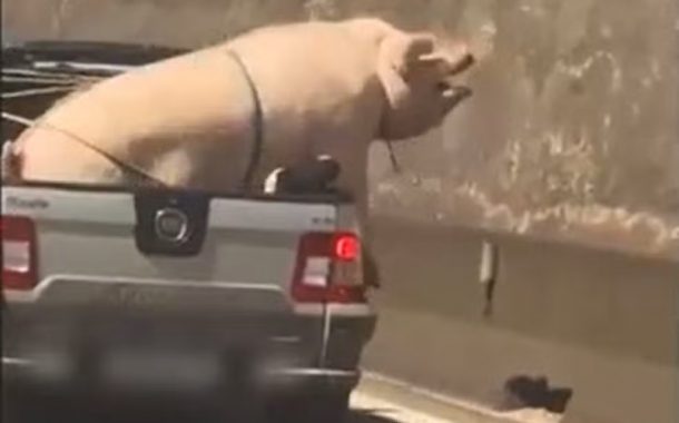 VÍDEO: Porco e cabrito são flagrados sendo transportados de forma irregular na traseira de caminhonete